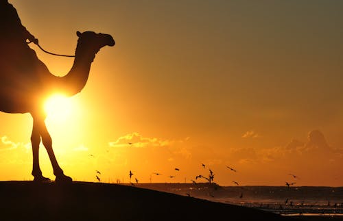 Gratis Fotografi Siluet Pria Menunggang Unta Mengamati Matahari Terbenam Oranye Dan Kawanan Burung Foto Stok