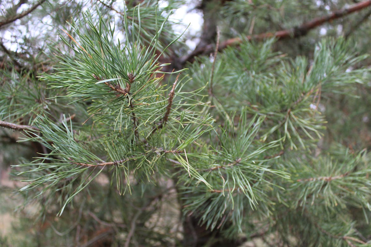 Person holding a smartphone and coffee, checking the daily horoscope