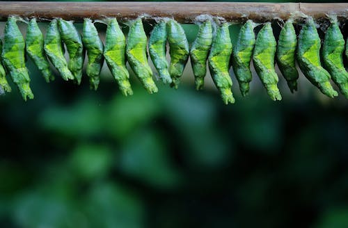 Free Green Cocoons on Tree Branch Stock Photo