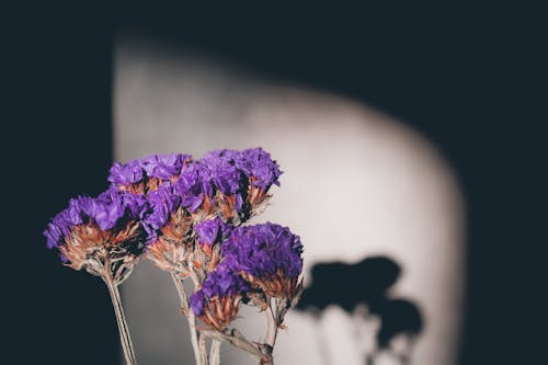 Fioletowe Kwiaty W Wazonie Z Przezroczystego Szkła