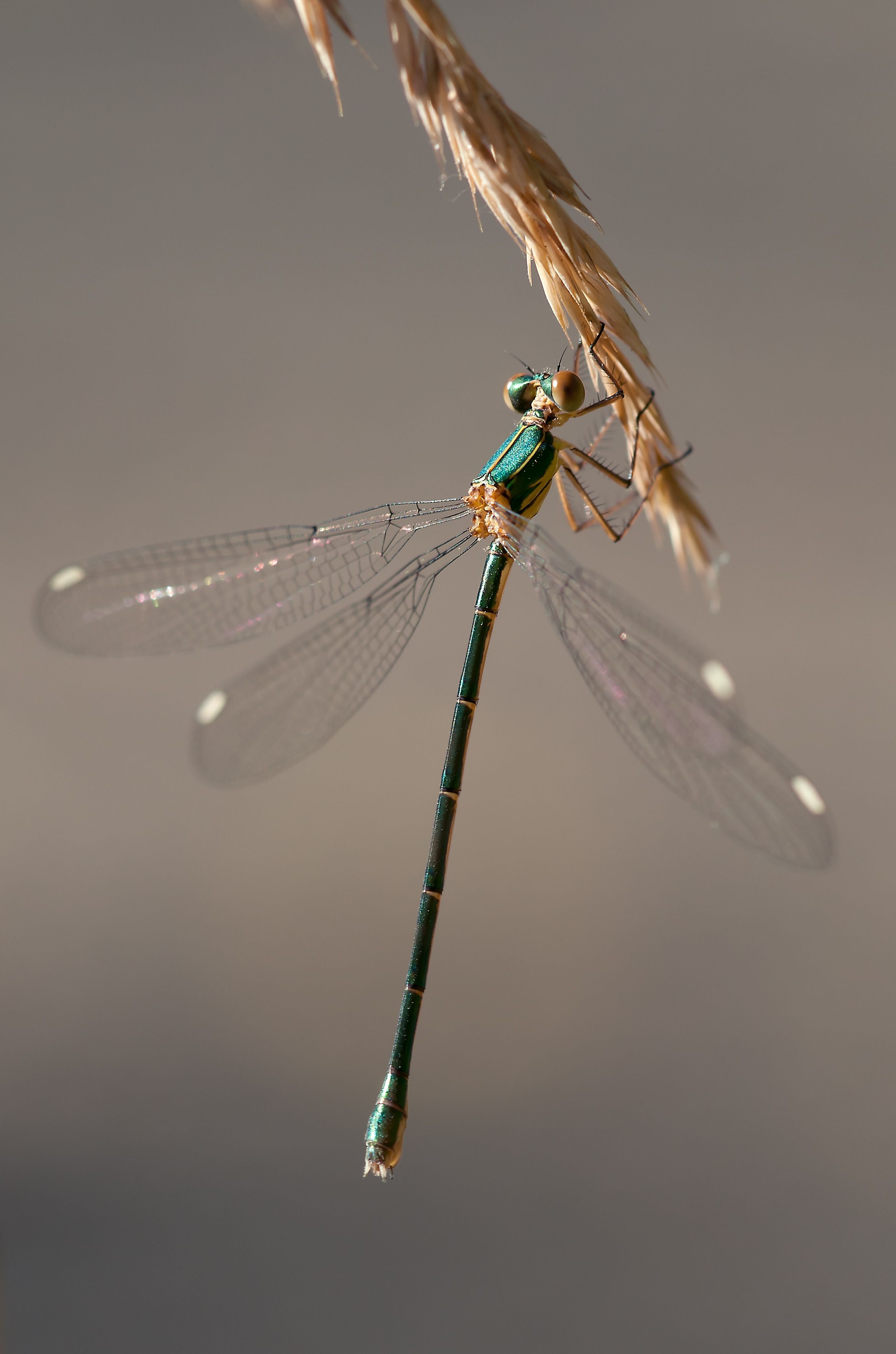 Kostenloses Foto Zum Thema Damselfly Insekt Makro