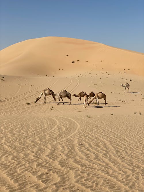 grátis Foto profissional grátis de animais, areia, camelos Foto profissional