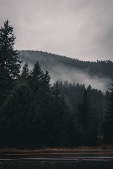 Serene foggy mountain landscape with trees and road under gloomy sky.