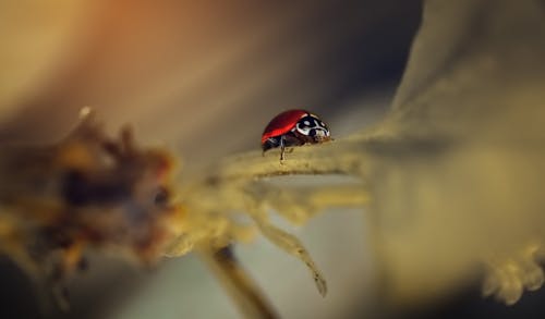 Kostenloses Stock Foto zu insekt, käfer, makrofotografie