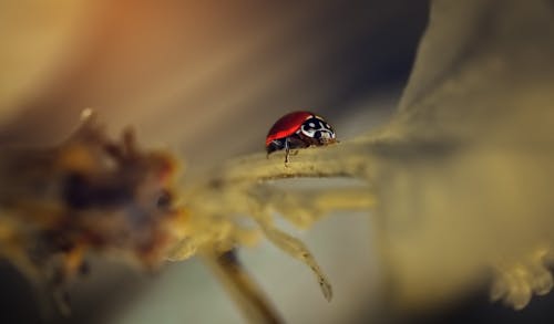 Close-Up Shot of Red and Black Insect