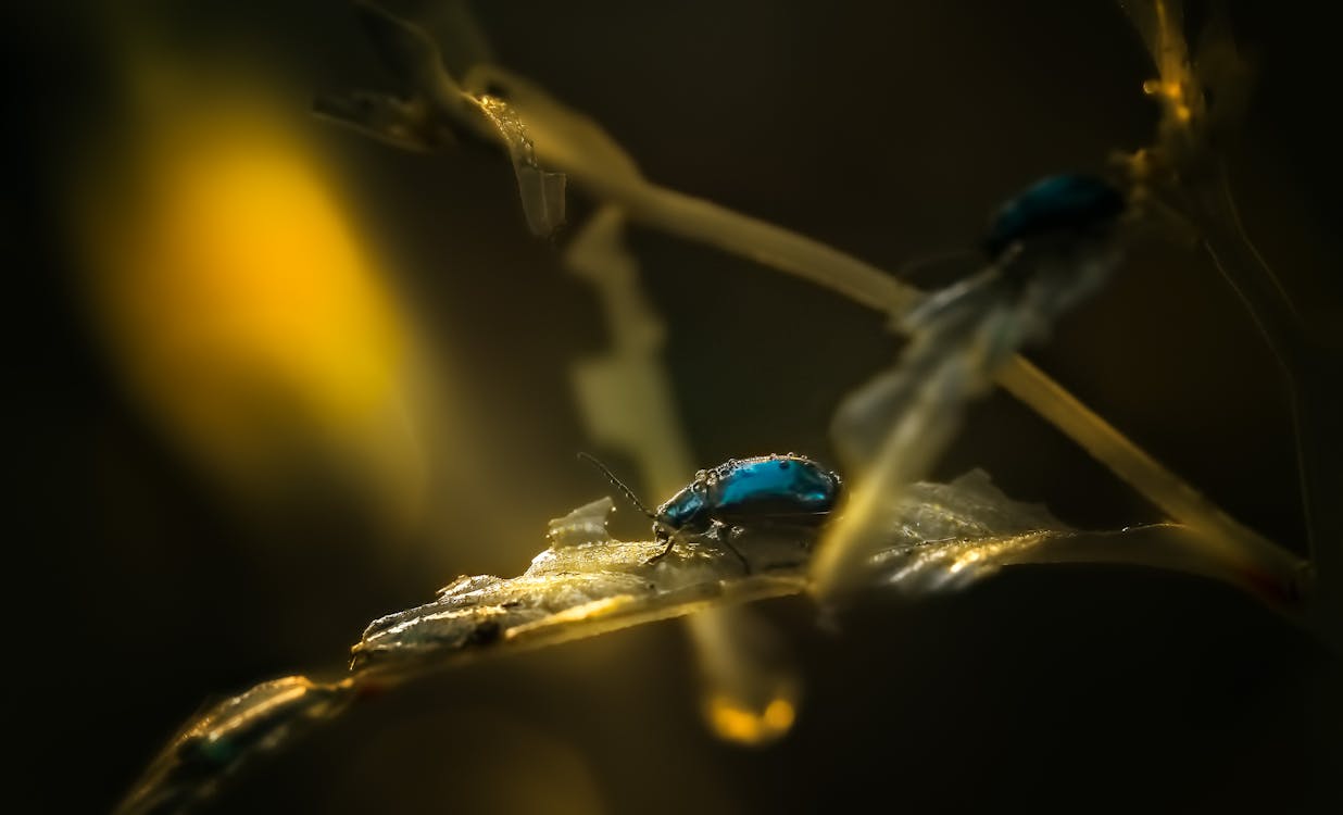 Imagine de stoc gratuită din a închide, automobil beetle, faună sălbatică