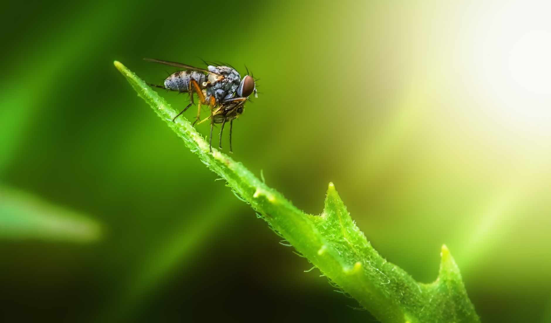 Close-up of a Coenosia fly perched on a leaf, captured in vibrant macro photography.