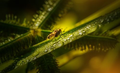 Free A detailed macro photograph of a fly perched on a dewy leaf, highlighted by warm sunlight. Stock Photo