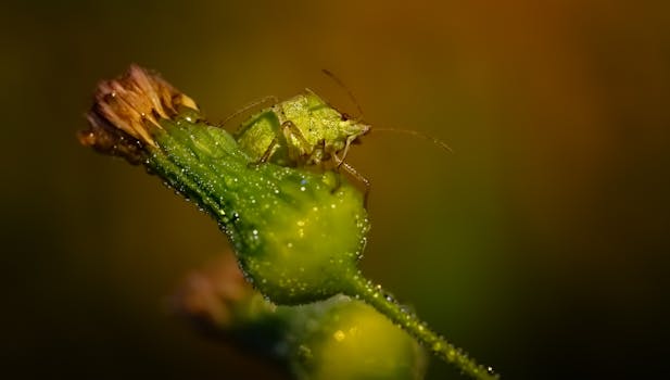 Close-up shot of a green true bug on dewy plant with blurred background.