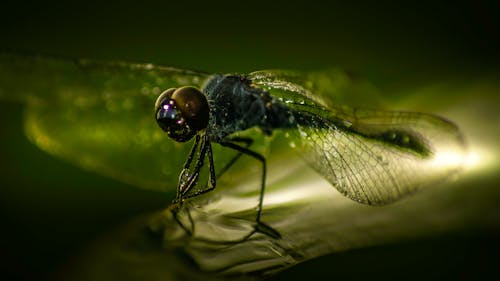 Free Green and Black Dragonfly on Green Leaf Stock Photo