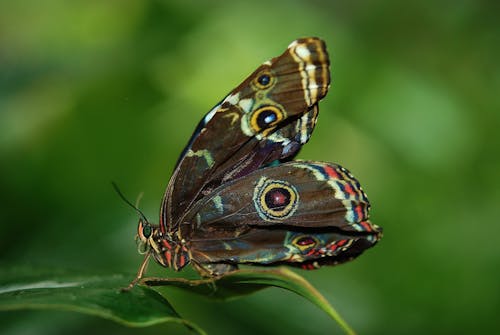 бесплатная коричнево белая и красная бабочка на зеленом листе Стоковое фото