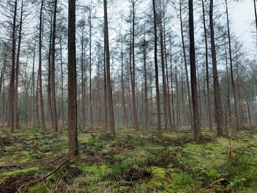 A Green Forest Floor with Tall Bare Trees