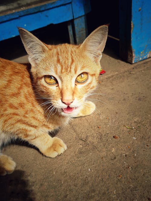 ニャー, 猫, 野生の猫の無料の写真素材