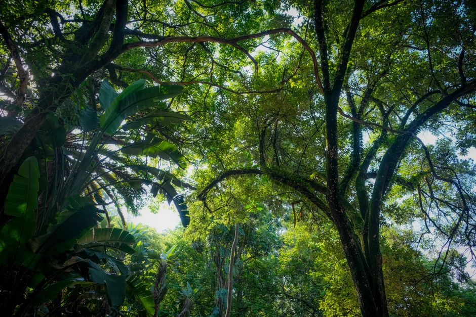 Low-angle view of a dense jungle canopy with sunlight filtering through green leaves — representing the natural context of 5-MeO-DMT ceremonial traditions
