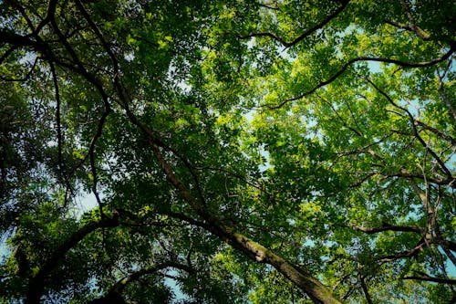 A Canopy of Lush Green Trees in Low Angle Shot