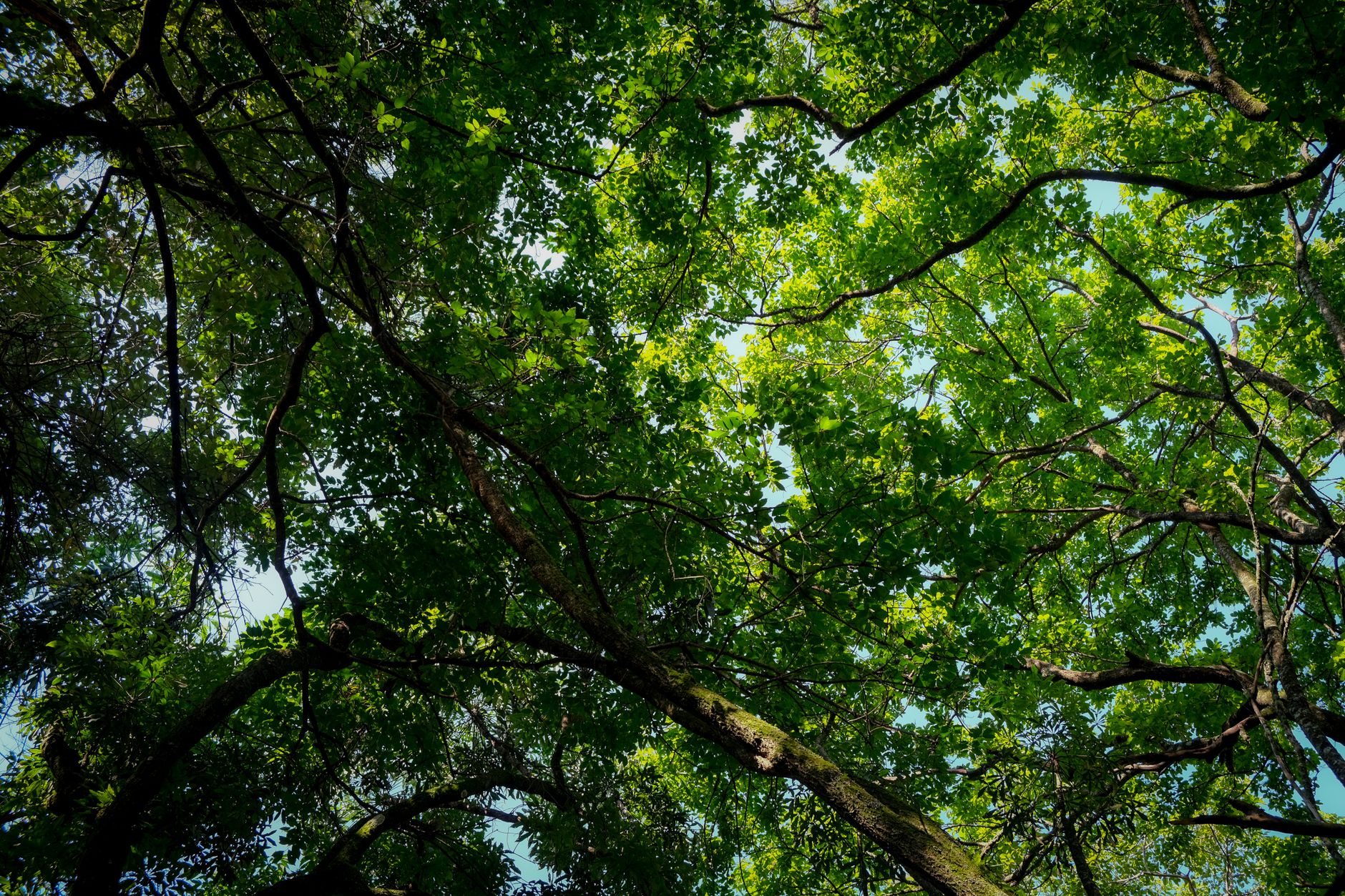 Strengthening Young Fruit Tree Branches: A Step-by-Step Guide to Spreading Limbs for Wider Crotch Angles and Preventing Future Breakage