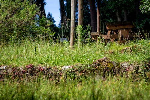 Kostnadsfri bild av anläggning, flora, gräs