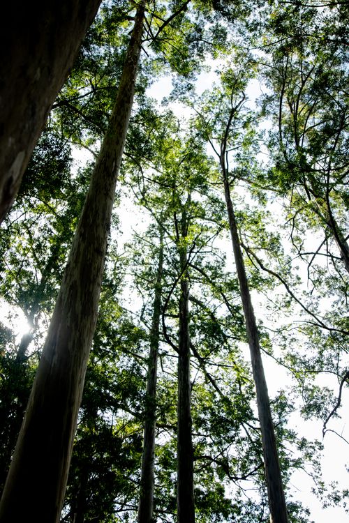 Free A captivating upward view of towering trees against a sunlit sky in a dense forest. Stock Photo
