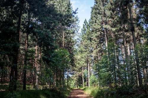 Imagine de stoc gratuită din arbori, codru, drum de pământ