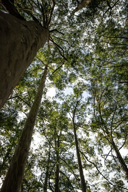açık hava, ağaç gövdeleri, ağaç kabuğu içeren Ücretsiz stok fotoğraf