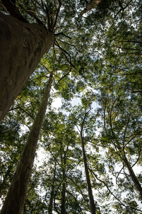 Free Dramatic upward view of tall trees forming a lush forest canopy. Stock Photo