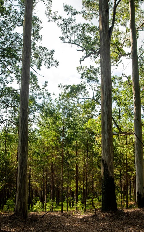 Imagine de stoc gratuită din arbori, codru, drum de pământ