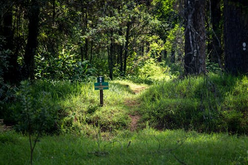 Free A Sign Beside a Narrow Path in the Woods Stock Photo