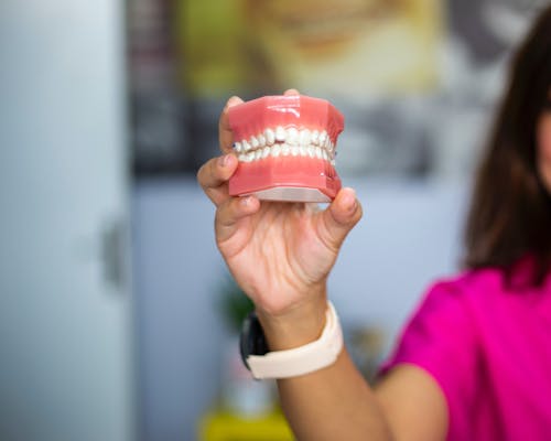 Free A Person Holding Dental Teeth Model Stock Photo
