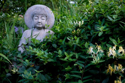 Бесплатное стоковое фото с будда, зеленый, листья