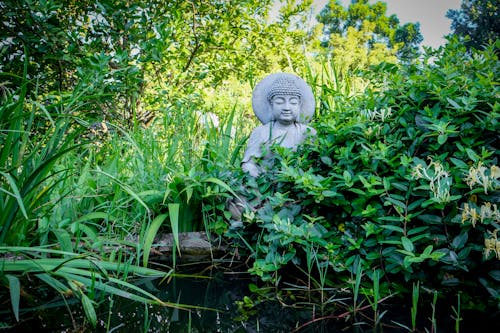 Foto profissional grátis de arbusto, Buda, escultura