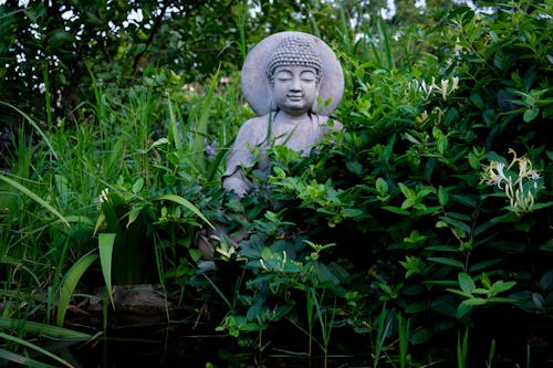 Foto d'estoc gratuïta de arbust, Buda, escultura