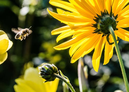 Gelbe Blütenblattblume Mit Schwarzer Gelber Biene Während Der Tagesfokusfotografie