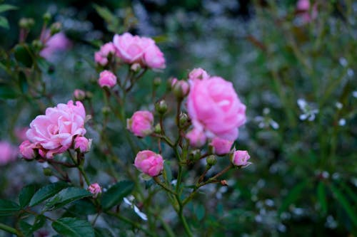 Free Pink Roses with Flower Buds Blooming Stock Photo