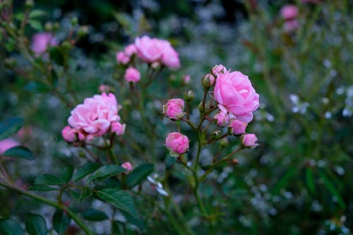 Close-Up Shot of Pink Flowers with Green Leaves