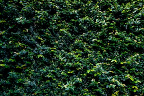 Free Close-up of dense green leaves forming a natural texture with vibrant foliage. Stock Photo
