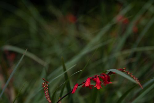 Free A striking close-up of red crocosmia flowers with lush green blurred background. Stock Photo