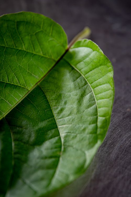 A Close-up Sot of Green Leaf