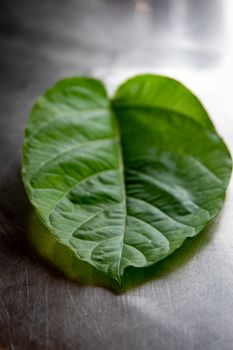 Close-up of a lush green tropical leaf on a reflective metallic surface, highlighting natural textures.