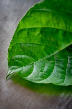Detailed close-up of a green leaf showing intricate vein patterns.