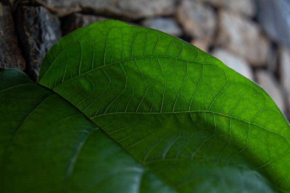 Ficus umbellata