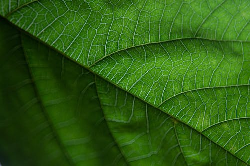 A Close-up Shot of a Leaf