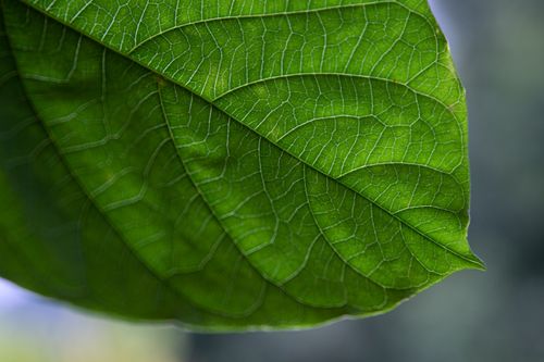 Free Detailed macro shot of a green leaf showcasing its vein pattern against a blurred background. Stock Photo