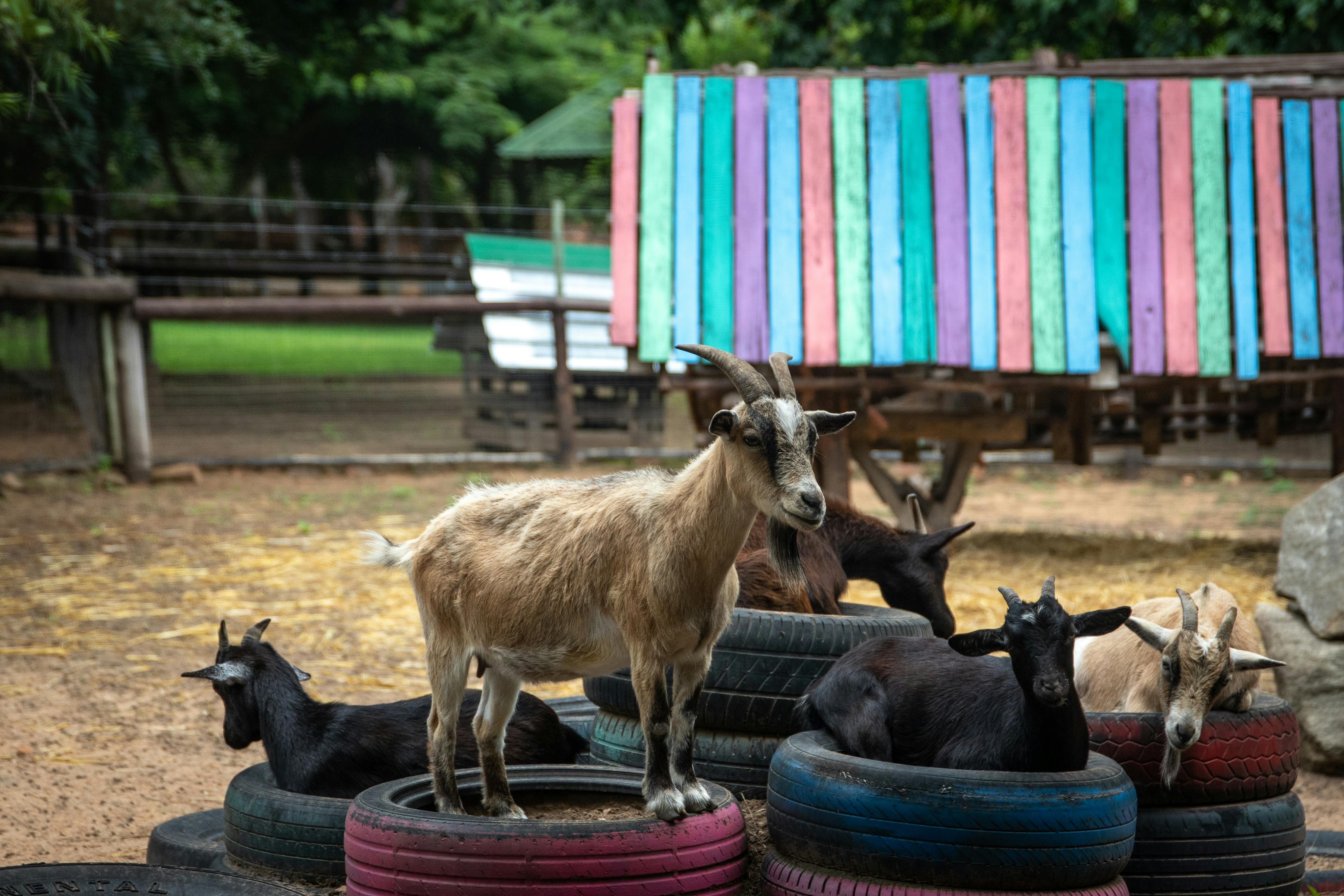 A Group of Goats on Tires · Free Stock Photo