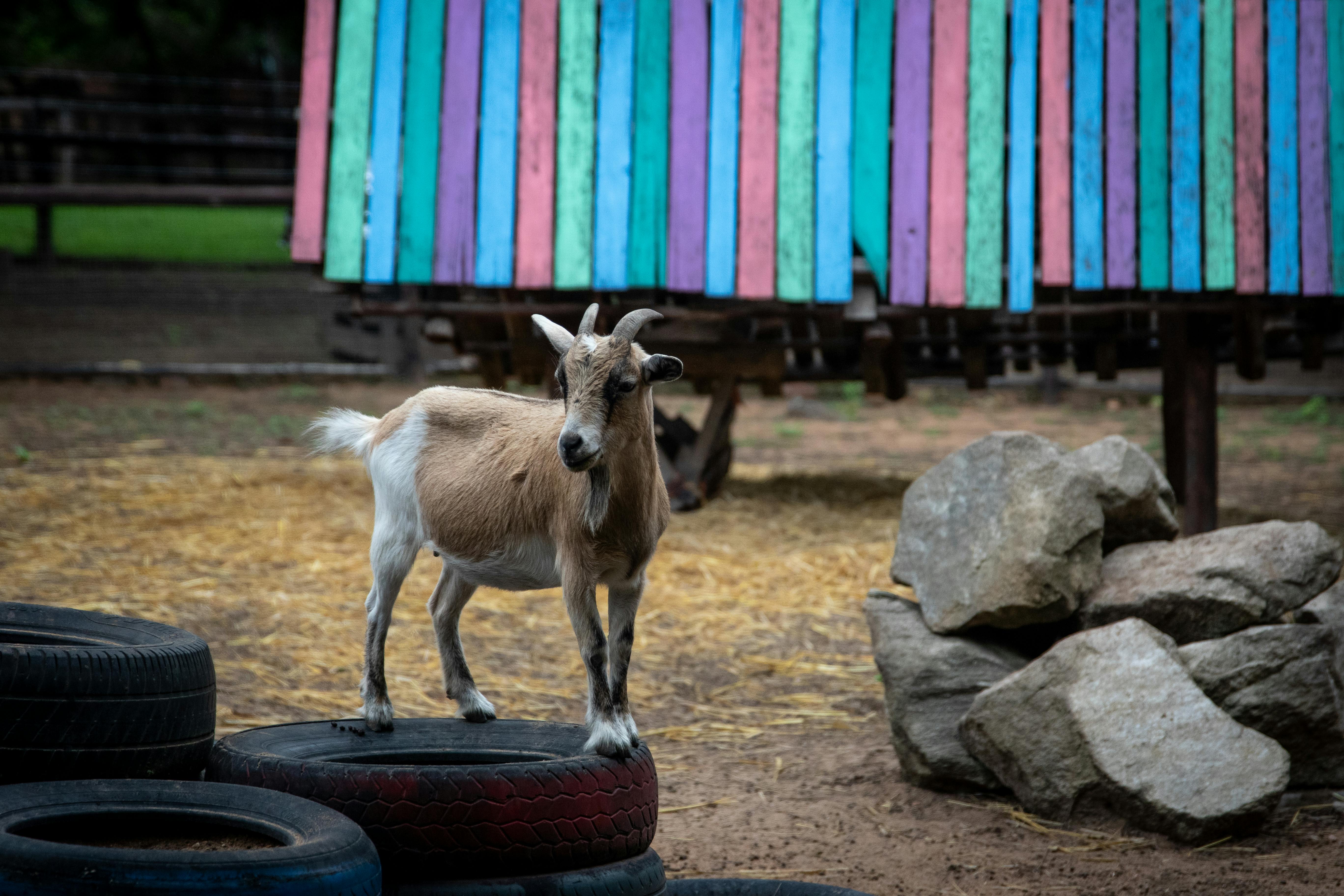 grátis Foto profissional grátis de ambiente agrícola, ambiente de fazenda, ambiente rural Foto profissional