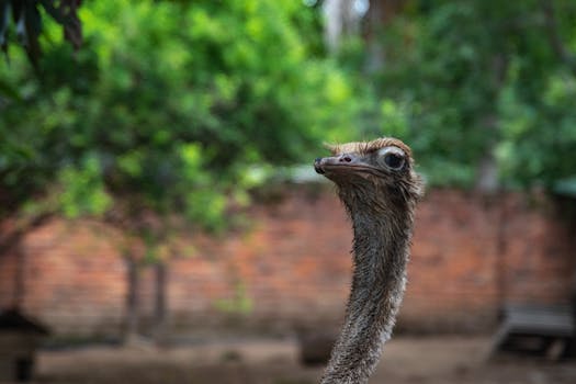 Close-up of an ostrich with a blurred natural background, capturing its curious expression.