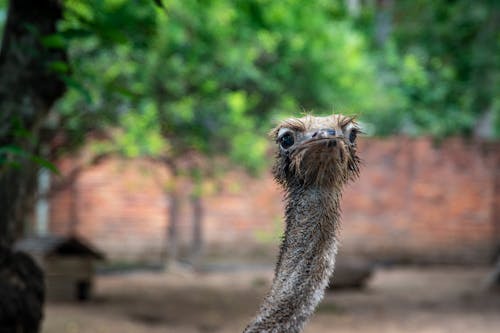 A Close-up Shot of an Ostrich with Wet Fur