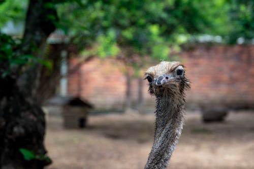 A Close-up Shot of an Ostrich with Wet Fur

