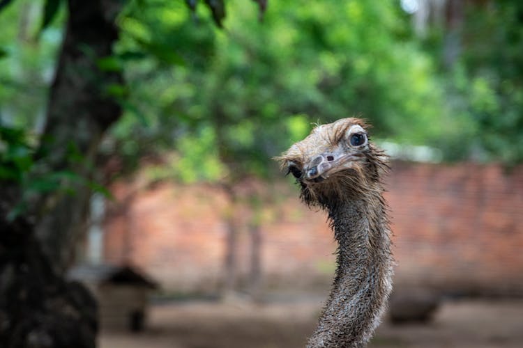 An Ostrich With Long Neck