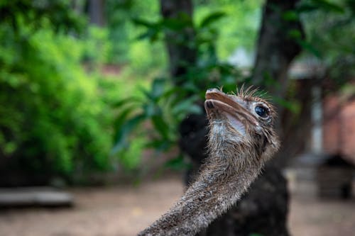 An Ostrich Head in Close-Up Photography