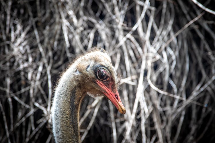 The Head Of An Ostrich 